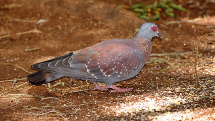 Speckled pigeon (Columba guinea) eating bird seed on the ground in a backyard in Pretoria, South Africa