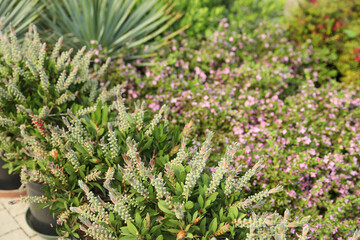 Beautiful potted callistemon plants on blurred background, space for text