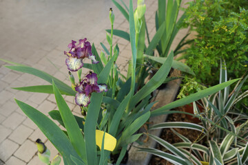 Beautiful blooming purple irises in garden center