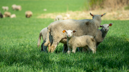 Obraz premium Little lamb with his mother on the meadow in Norway