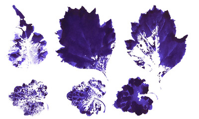 Set of leaves isolated on white background, ink stamp. Collection of black leaves imprints, leaf silhouette on white background. purple, blue