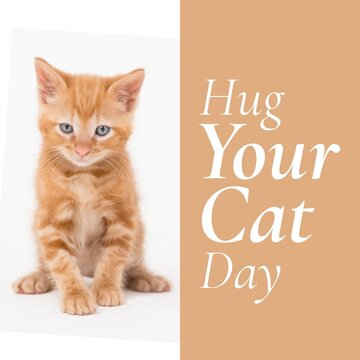 Digital composite image of hug your cat day text by cute feline against colored background