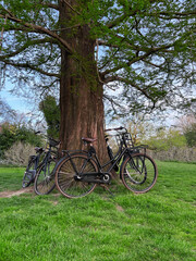 Fototapeta na wymiar Many bicycles near tree in green park