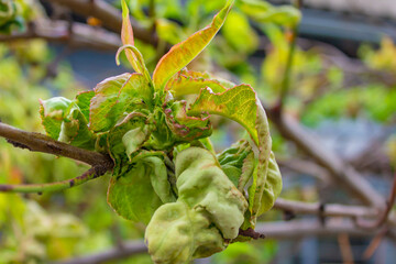 tree leaf disease, twisted peach tree leaves.