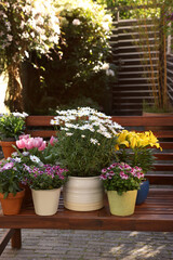 Many different beautiful blooming plants in flowerpots on wooden bench outdoors