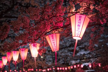 Illuminated lanterns at Meguro River Cherry Blossom Festival in Tokyo,...
