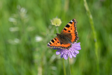 Small tortoiseshell butterfly (Aglais urticae) on a field scabious (Knautia arvensis).