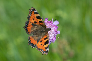 Small tortoiseshell butterfly (Aglais urticae) on a field scabious (Knautia arvensis).