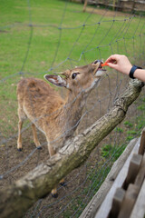 Deer and fallow deer in the zoo on a summer day