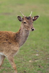 Deer and fallow deer in the zoo on a summer day