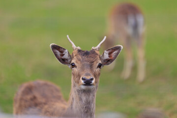 Deer and fallow deer in the zoo on a summer day