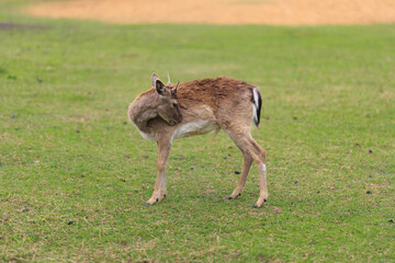 Deer and fallow deer in the zoo on a summer day