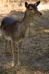 Deer and fallow deer in the zoo on a summer day