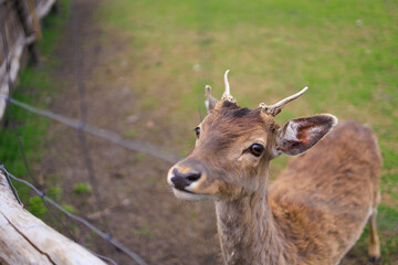 Deer and fallow deer in the zoo on a summer day