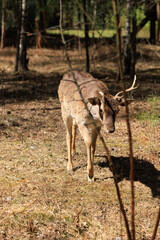 Deer and fallow deer in the zoo on a summer day