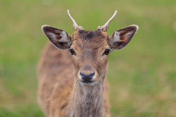Deer and fallow deer in the zoo on a summer day