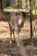 Deer and fallow deer in the zoo on a summer day