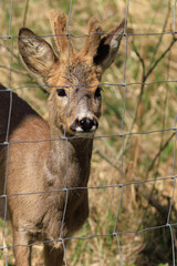 Deer and fallow deer in the zoo on a summer day