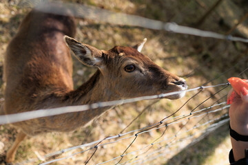 Deer and fallow deer in the zoo on a summer day