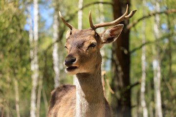 Deer and fallow deer in the zoo on a summer day