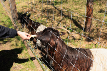 Goats and rams in the zoo on a summer day
