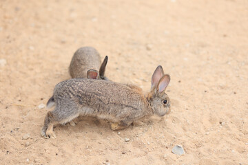 Rabbit bunny on the sand in a paddock on a summer day