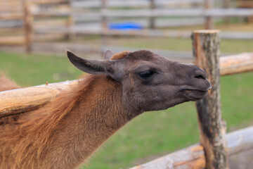 Alpaca and llama at the zoo on a summer day © Kozlik_mozlik