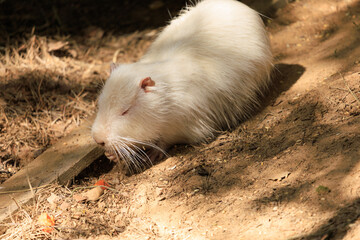 Nutria on the shore and in the water on a summer day