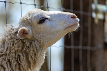 Rams, sheep and goats at the zoo on a summer day