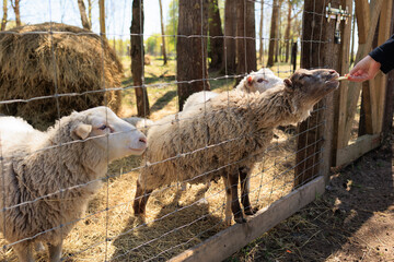 Rams, sheep and goats at the zoo on a summer day