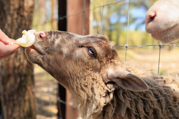 Rams, sheep and goats at the zoo on a summer day