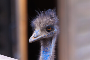 Exotic ostrich emu bird on a summer day