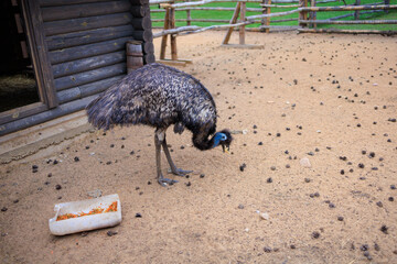 Exotic ostrich emu bird on a summer day