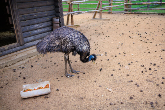 Exotic ostrich emu bird on a summer day