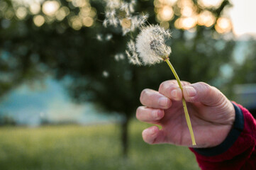 Fototapeta premium wind blowing away dandelion seeds in Tyrol