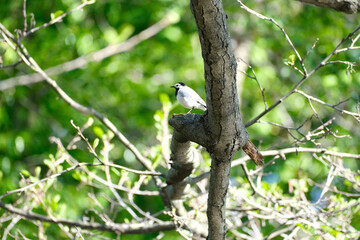 A WAGTAIL BIRD ON A BRANCH IN A SUMMER FOREST