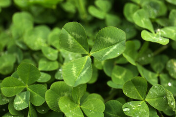 Beautiful green clover leaves with water drops, closeup