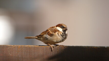 House sparrow (Passer domesticus) perched on a wooden fence in a backyard in Pretoria, South Africa