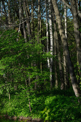 Obraz premium SUMMER FOREST IN THE MORNING IN CENTRAL RUSSIA