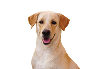 brown dog on a white background