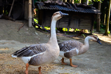 Selective focus on the Chinese goose, Chinese geese breed searching for the food. Domestic goose or...
