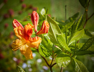 Deciduous Azalea 