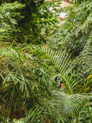 Tropical plants in greenhouse. Lianas and palm tree branches with green leaves in glasshouse.