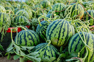 Fresh watermelon fruit just picked in the watermelon field. Agricultural watermelon field....