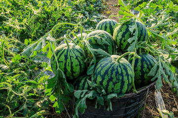 Fresh watermelon fruit just picked in the watermelon field. Agricultural watermelon field....