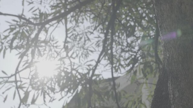 The sun shines through the leaves of the tree. Green leaf macro in summer day sun rays on blurred abstract. Sunlight Lens Flare. Nature