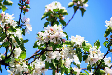 Lots of beautiful apple blossoms on a blue sky background. Soft focus