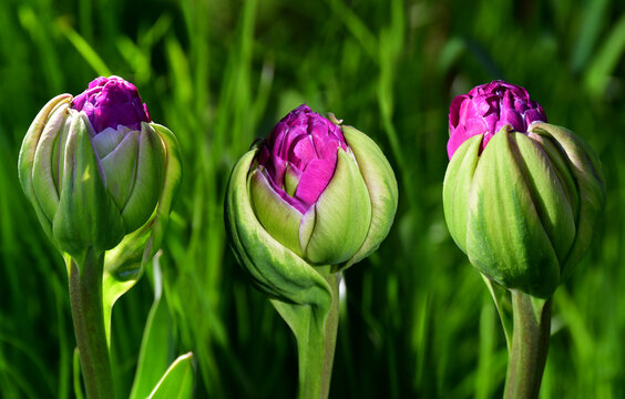 Tulips of original shape with pale green and purple petals in the garden on a green blurred background. Natural texture and defects of unusual petals