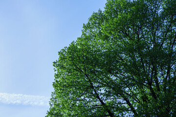 Large old maple with green leaves on a background of blue sky