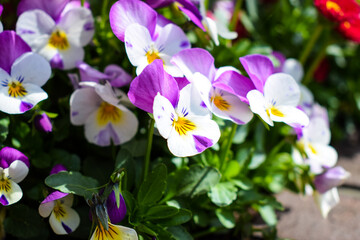 Purple and white pansies with yellow eyes. The best spring flowers to a pot